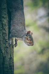 English Grey Squirrel in the park