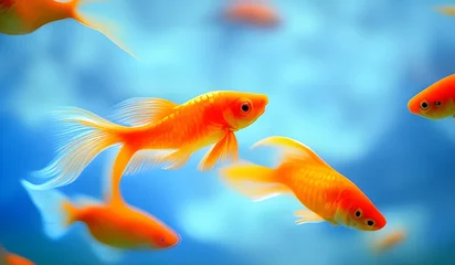 Fotobehang goldfish in aquarium © ごんぱちろう かまぼこ
