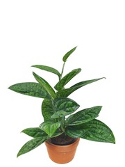 Ornamental plants belonging to the same family as the betel. Monstera Peru in isolated on white background with copy space. Monstera sp. Karstenianum.( Araceae.) 