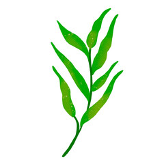 Watercolor Leaves Illustration Transparent