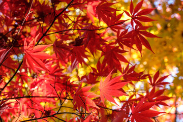 もみじの輝き