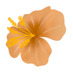 Beautiful Watercolor Flower Illustration