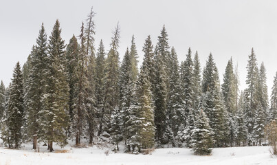 Fototapeta na wymiar Winter landscape of a forest of snow-covered conifer trees in the Jemez Mountains, New Mexico