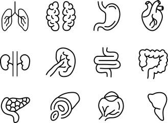 Human internal organ line icon. Minimal vector illustration with simple thin outline icons as lung, heart, stomach, bone, brain on white background..eps