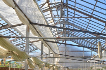 Greenhouse roof on a sunny day.With open curtains. ビニールハウス