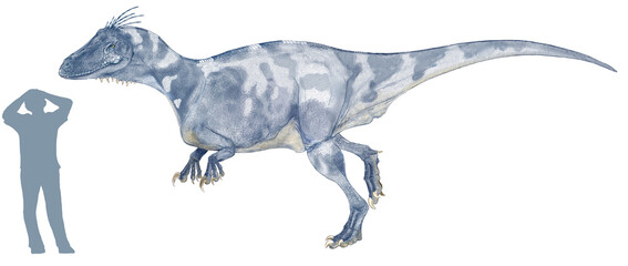 Obraz na płótnie Canvas トラタイエニアは中型のメガラプトルに仲間であり、アウストロベナトルやムルスラプトル、メガラプトルなどとの近縁種です。彼らと同じく肉食であり、獲物を狩るために前肢に大きな鉤爪を持っていた。2006年にアルゼンチンのバホデラカルバ層から発見され、2018年に発表された比較的新しい恐竜です。白亜紀前期のアルゼンチンのこの地層から発見された肉食恐竜としては最大級の捕食者といえます。