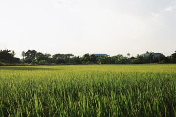 green rice field