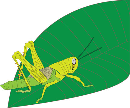 grashopper in green leaves