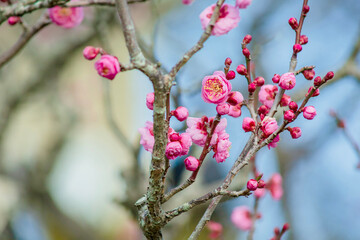 青空の中の紅梅の花	