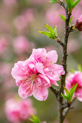 Obraz premium ピンクの桃の花 