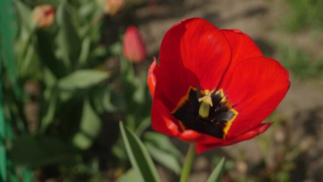 Red tulip flower at green background. Large, showy and brightly colored