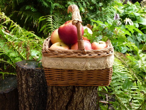 apples, basket, fern, stump