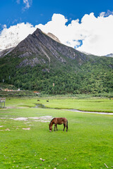 Fototapeta na wymiar A horse at Daocheng Yading, Sichuan, China. Forests, grasslands, and brooks can all be found in the grand valley, fringed by splendid mountain peaks capped with snow.