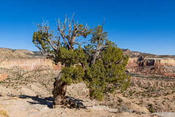 Lone juniper tree in a colorful desert landscape at Ghost Ranch, New Mexico