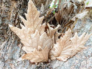Natural dried leaves and bark background
