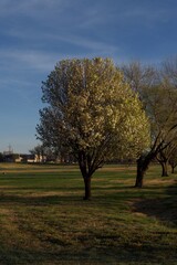 Fototapeta na wymiar False Pear tree in Bloom, South East City Park, Canyon, Texas in the Panhandle near Amarillo, Spring of 2021