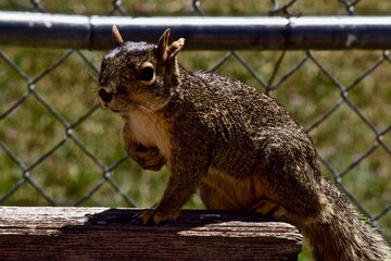 Red Squirrel stealing seeds from Bird Feeder, Canyon, Texas in the Panhandle near Amarillo,, Summer of 2020.