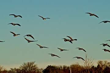 Canada geese resting on South East City Park Public Fishing Lake, Canyon, Texas in the Panhandle near Amarillo.