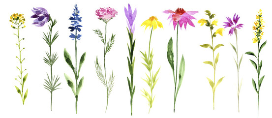 watercolor drawing wild flowers at white background, isolated floral elements at white background, hand drawn illustration