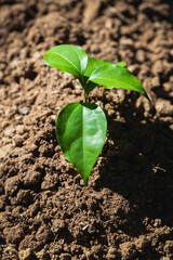 New seedlings grow on the ground, green energy and environment concept.