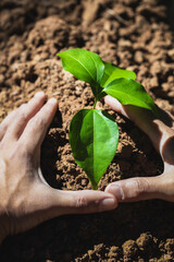 hands planting seedlings environmental concept