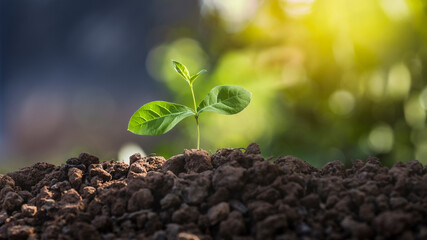 New saplings on the soil with the concept of a sustainable growing environment.