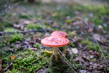 Closeup of vibrant mushrooms growing on forest floor