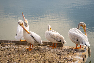 Four pelicans clean their feathers. 