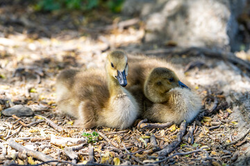 Canadian goslings resting on the ground.