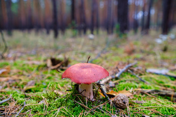 Closeup of vibrant mushrooms growing on forest floor