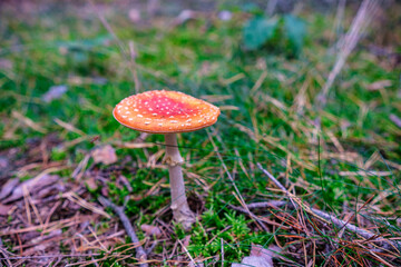 Closeup of vibrant mushrooms growing on forest floor
