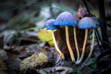 Friendly family. Gray toadstool mushrooms growing from last year's fallen leaves against the background of a green forest. Selective focus.
