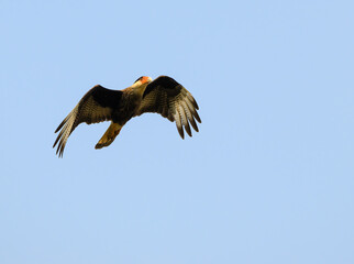 Crested Caracara flying against blue sky