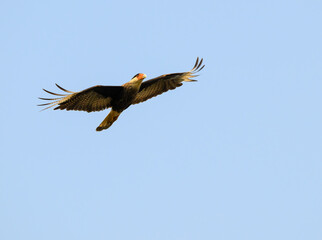 Obraz premium Crested Caracara flying against blue sky