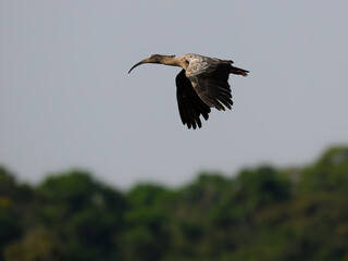 Plumbeous Ibis in flight above  trees against sky
