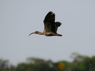 Plumbeous Ibis in flight above  trees against sky