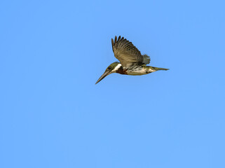 Amazon Kingfisher flying against blue sky
