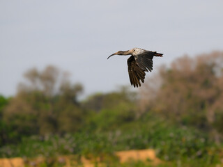 Plumbeous Ibis in flight above  trees against sky