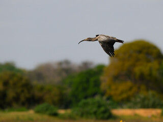 Plumbeous Ibis in flight above  trees against sky