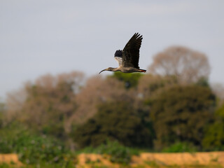 Plumbeous Ibis in flight above  trees against sky