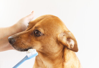 the procedure of brushing the teeth of a dog. High quality photo