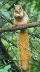 Naklejka na ściany i meble Squirrel in tree with nut