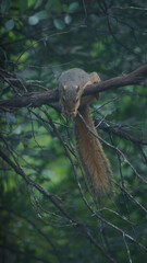 Squirrel in tree
