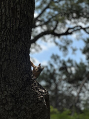Obraz premium Squirrel in tree