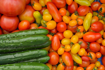 A lot of fresh tomatoes and cucumbers. Colorful vegetable. Cherry tomatoes, grape tomatoes. ミニトマト、キュウリ。夏野菜。