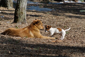Dogs communicate on a sunny spring morning. Moscow region. Russia