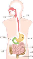 消化器、食道、胃、十二指腸、口腔、鼻腔のイラスト