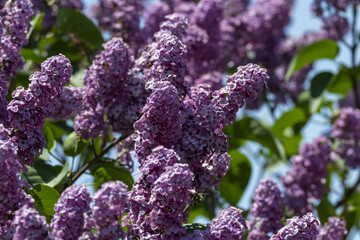 ライラックの花