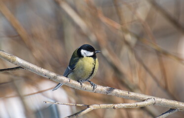 Obraz premium A big tit sits on a branch on a snowy cloudy day. Western Siberia. Russia