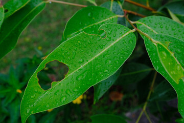 rain drops on leaf
